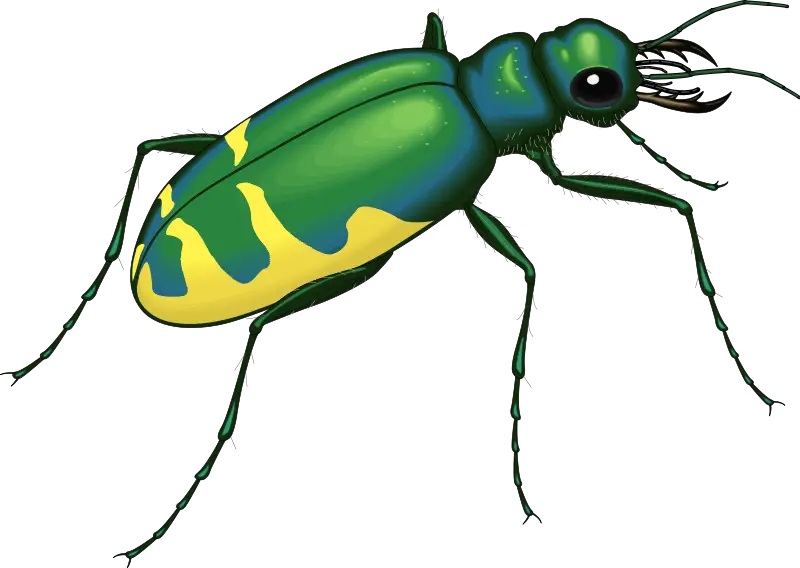 Colorful Green and Yellow Beetle