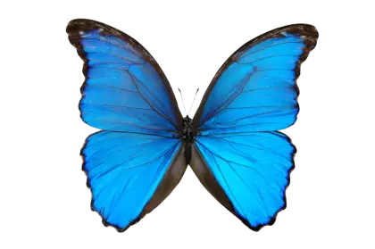 Illustration of a Blue Butterfly with Spread Wings