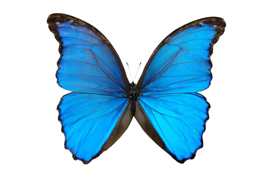 Illustration of a Blue Butterfly with Spread Wings