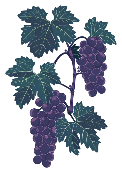 Grapes on Vine Illustration