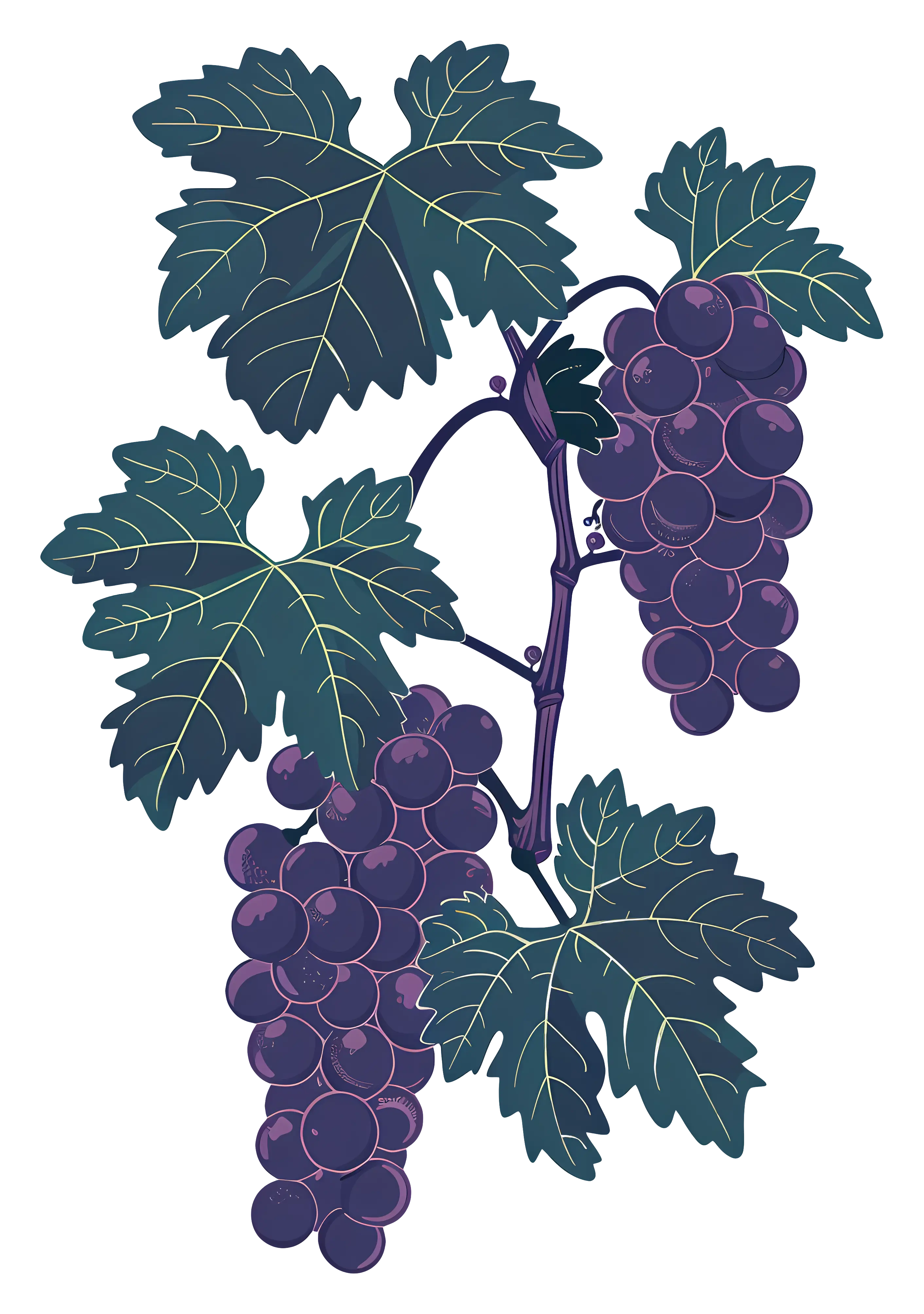 Grapes on Vine Illustration
