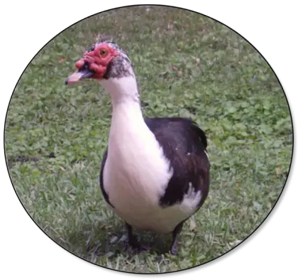 Duck on Grass