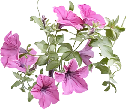 Vivid Pink Petunia Blooms with Green Leaves