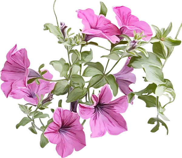 Vivid Pink Petunia Blooms with Green Leaves