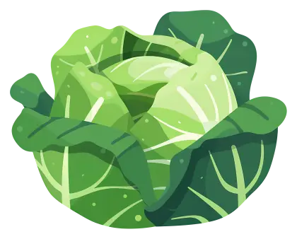 Fresh Green Cabbage for Healthy Eating