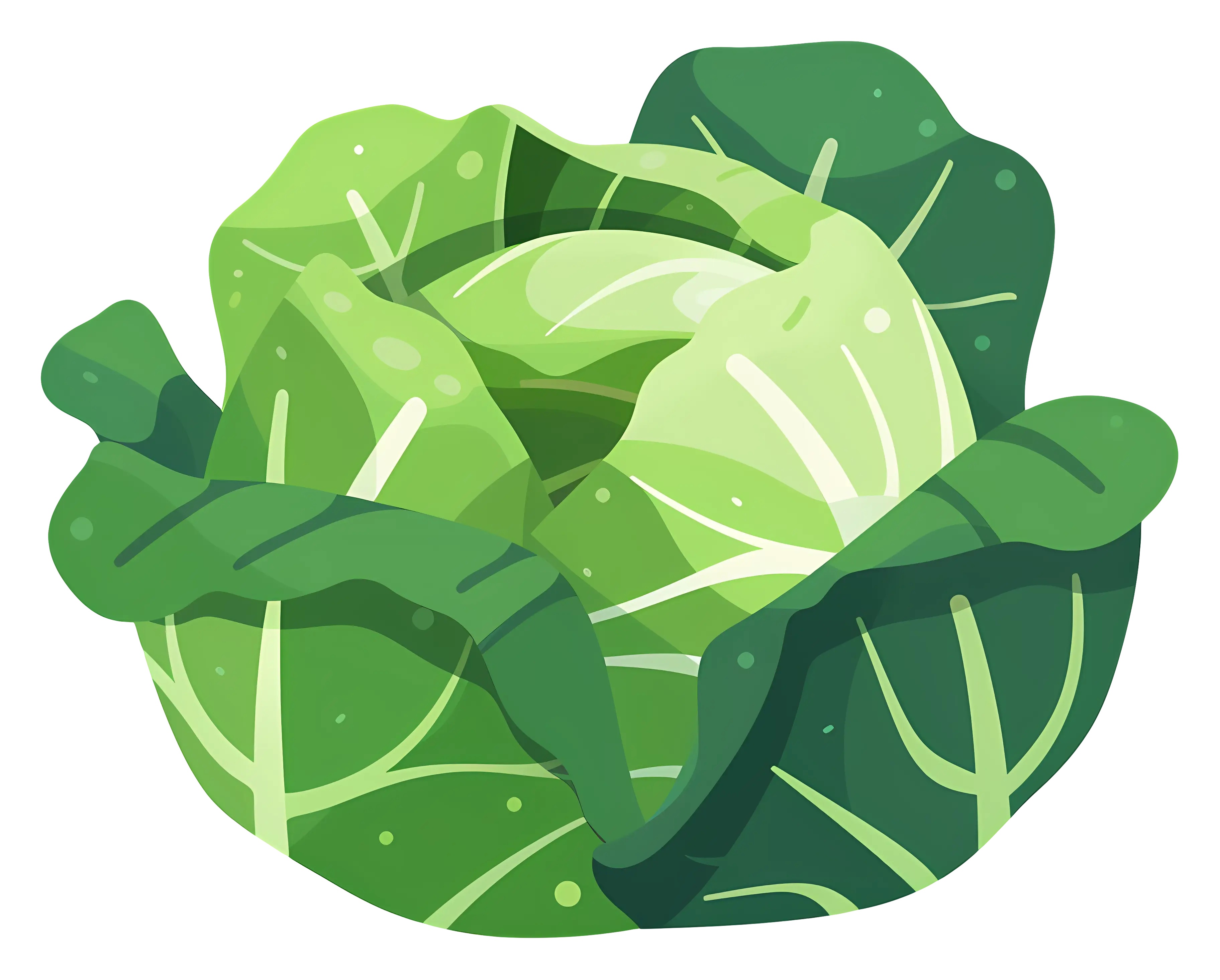 Fresh Green Cabbage for Healthy Eating