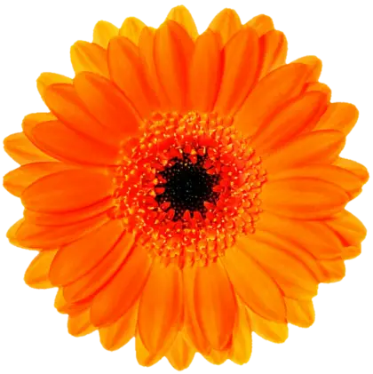 Orange Flower with Dark Center