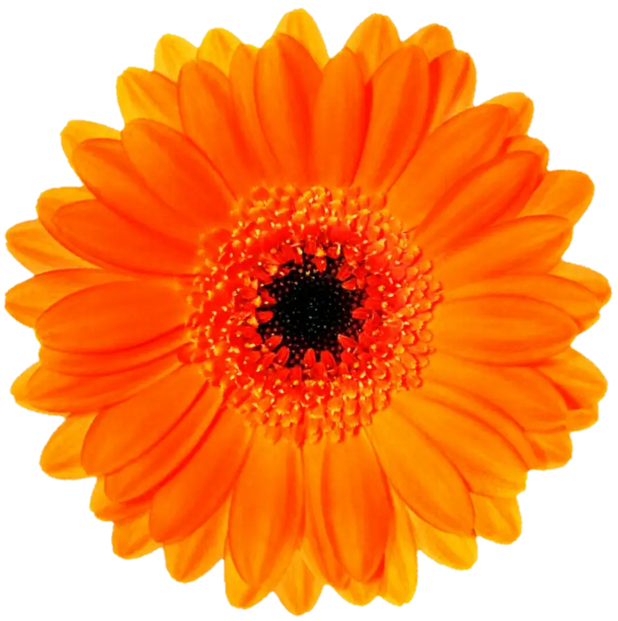 Orange Flower with Dark Center