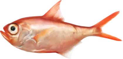 Red Fish Illustration for Marine Life