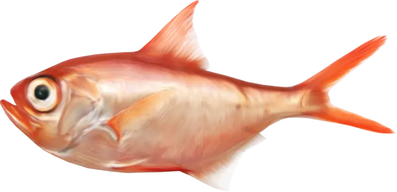 Red Fish Illustration for Marine Life