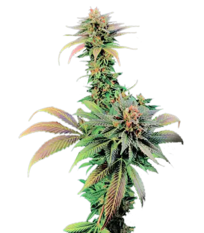 Marijuana Plant with Natural Green Leaves