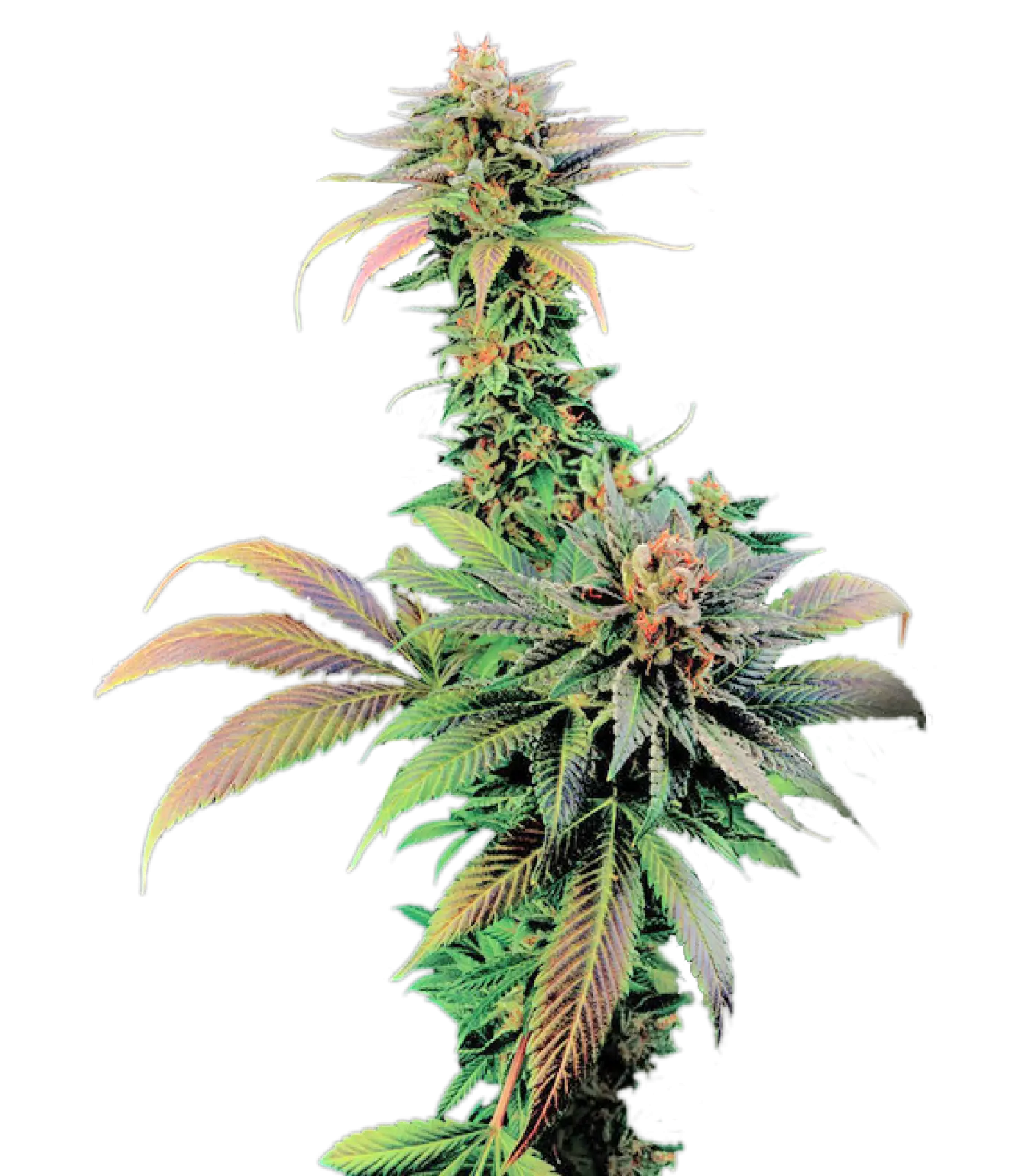 Marijuana Plant with Natural Green Leaves