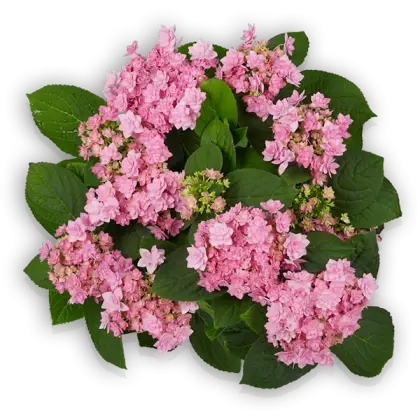 Pink Hydrangea Flowers with Green Leaves