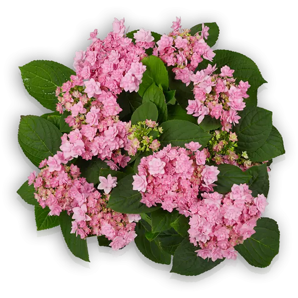 Pink Hydrangea Flowers with Green Leaves