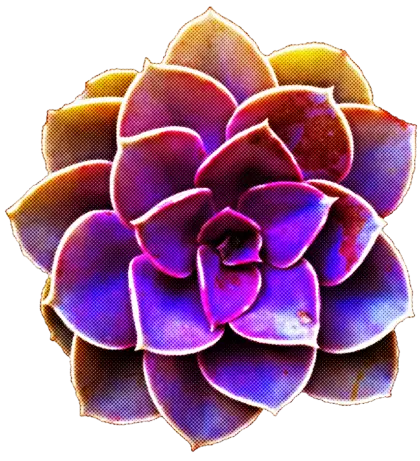 Purple Succulent Plant Close-Up