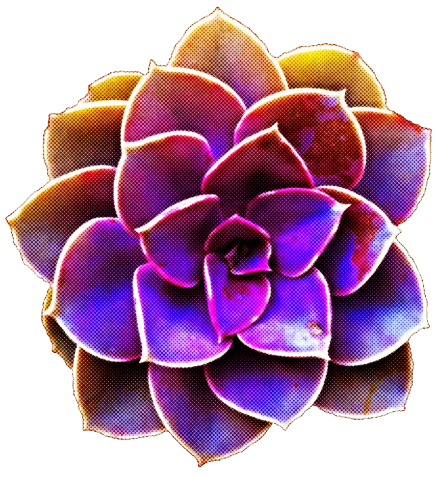 Purple Succulent Plant Close-Up