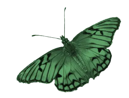 Beautiful Green Butterfly Design