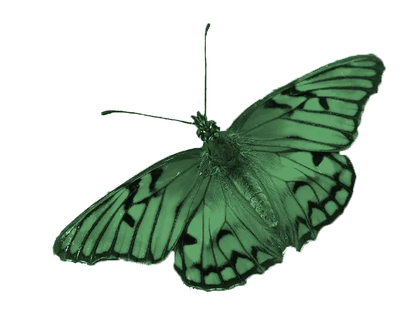 Beautiful Green Butterfly Design