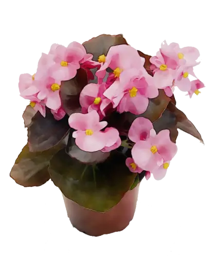 Pink Potted Flowers in a Vase