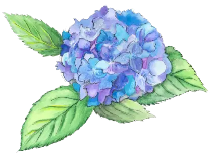 Blue Hydrangea Flower with Leaves