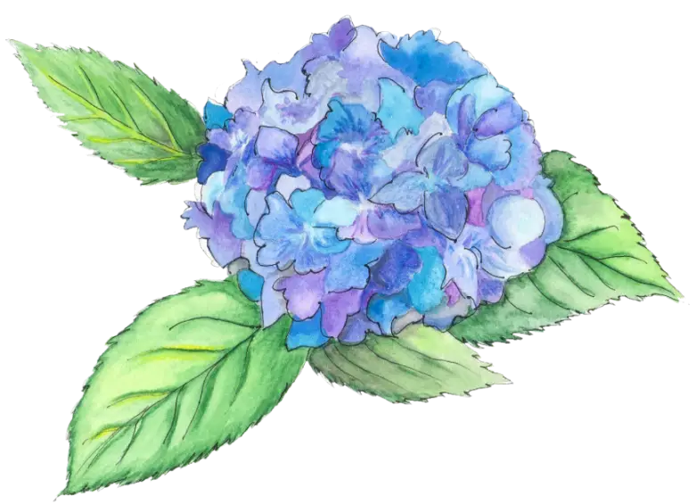 Blue Hydrangea Flower with Leaves