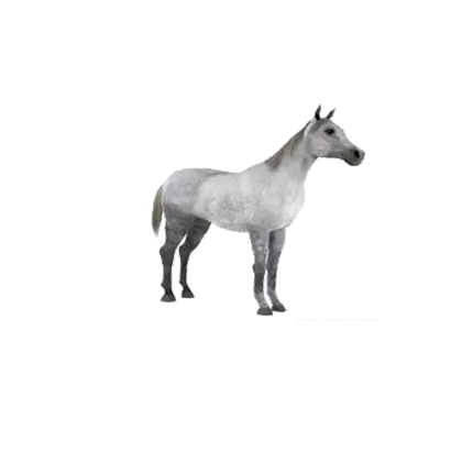 Gray Horse