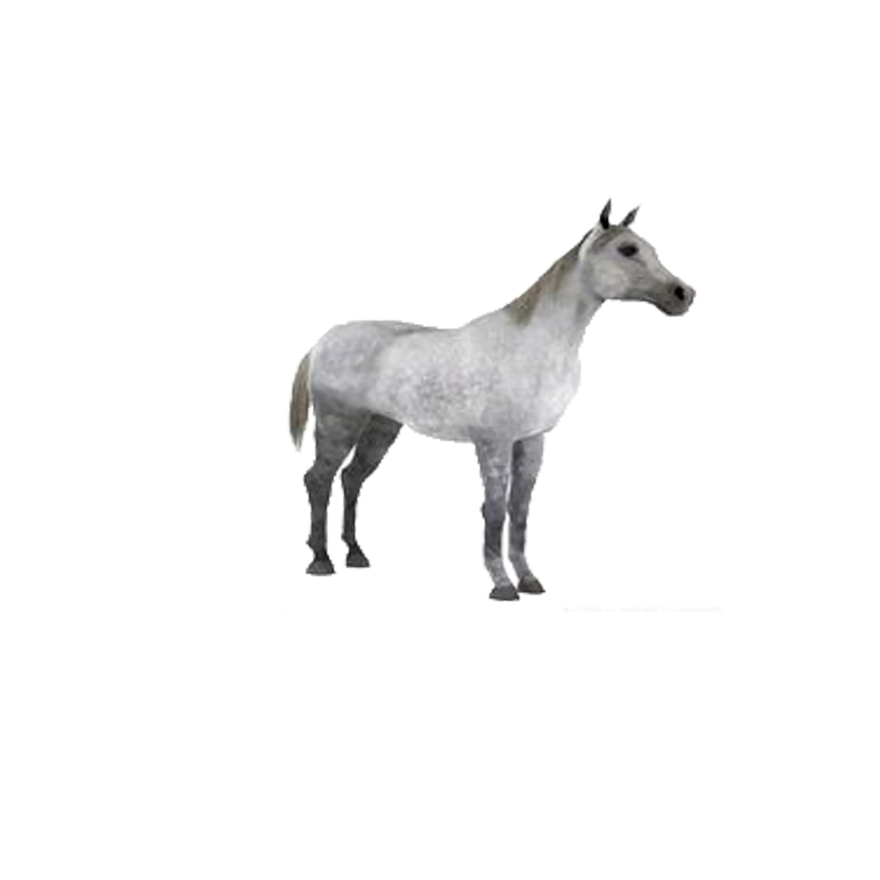 Gray Horse