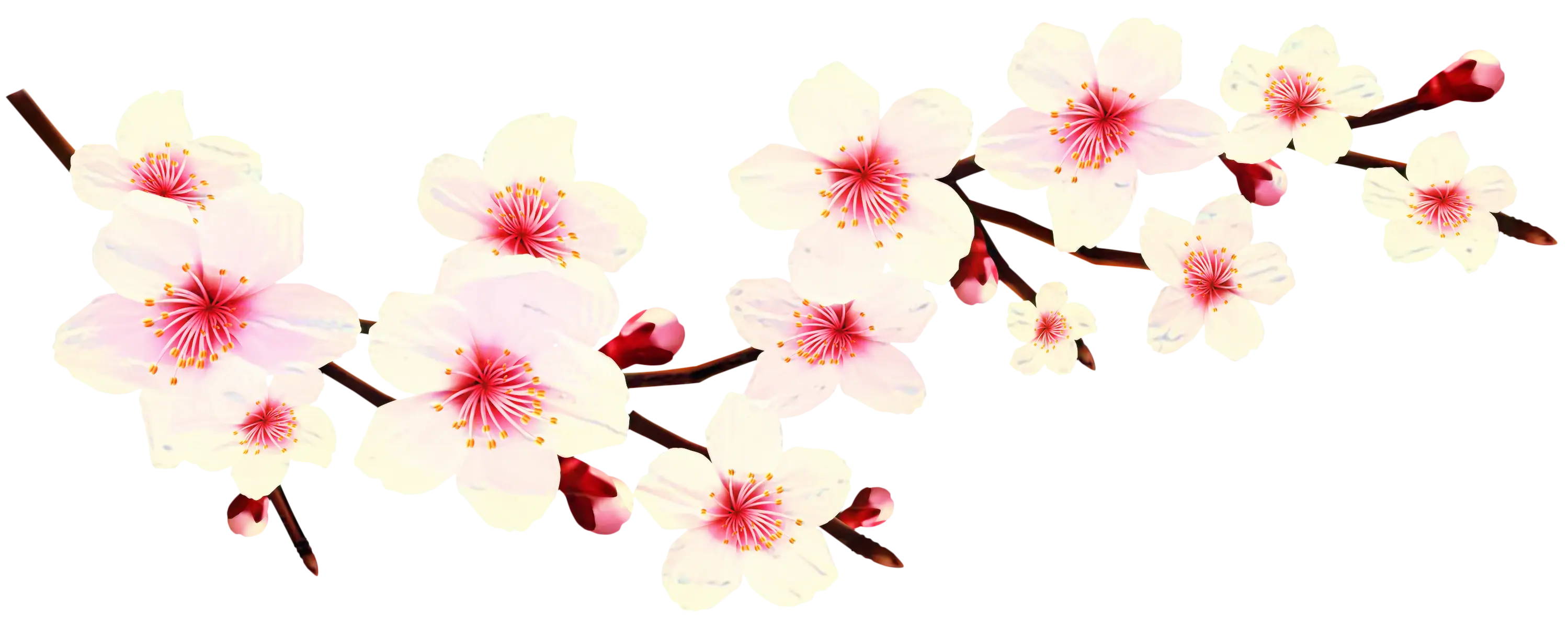 Pink Cherry Blossom Branch