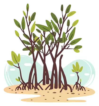Mangrove Trees in Wetlands