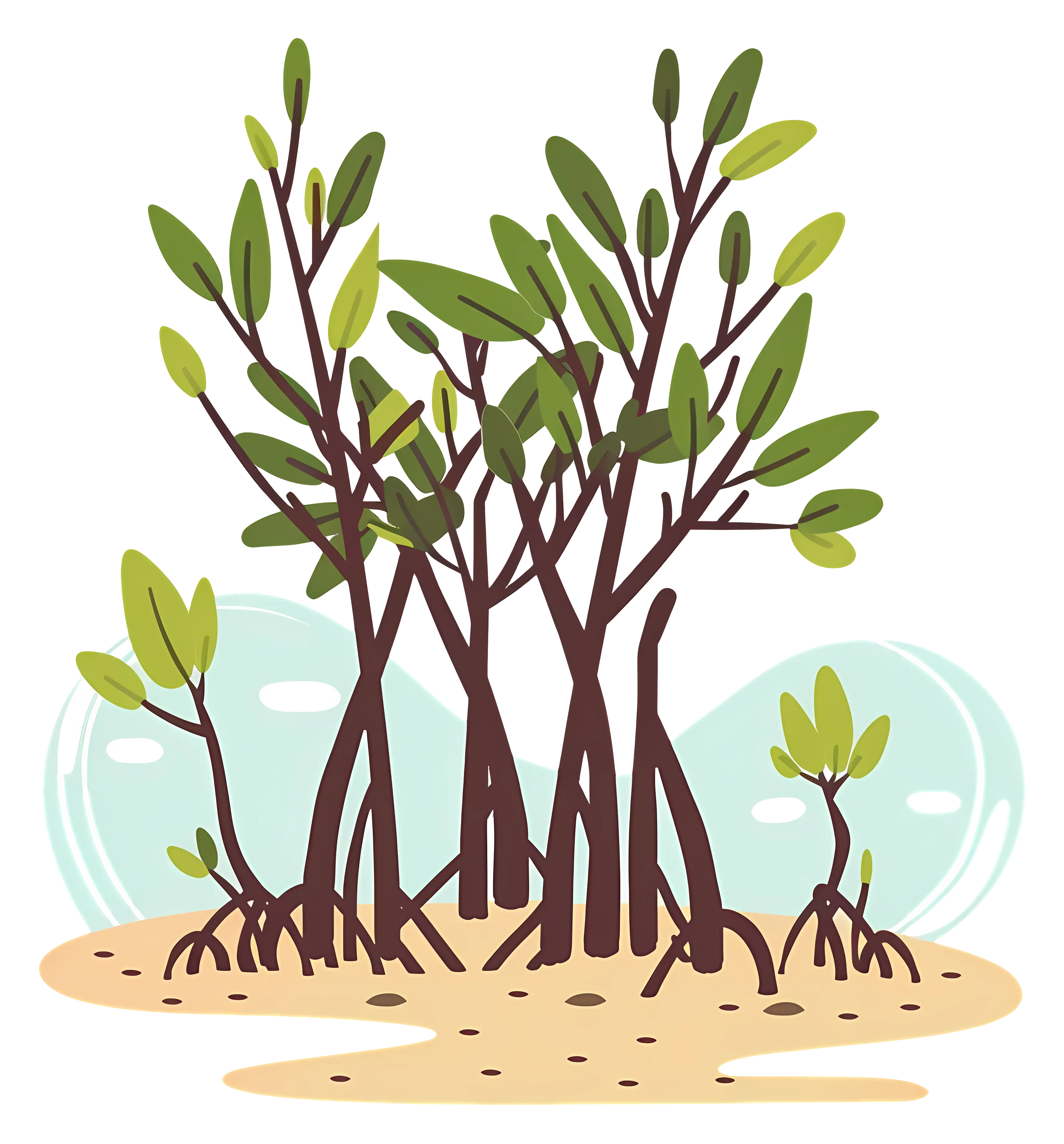 Mangrove Trees in Wetlands