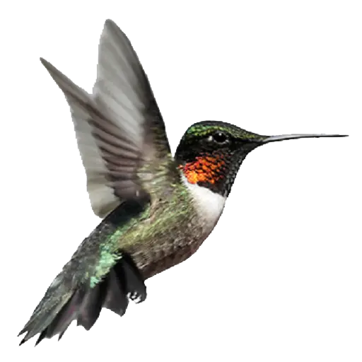 Hummingbird in Flight with Vibrant Colors