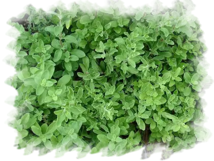 Green Leaves Foliage