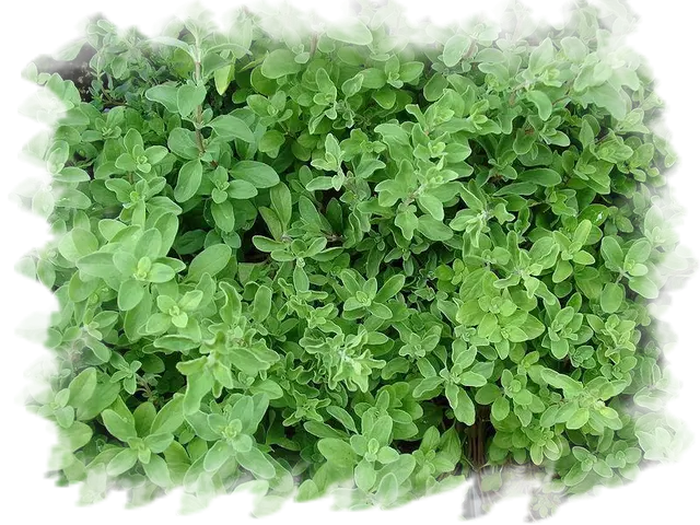 Green Leaves Foliage