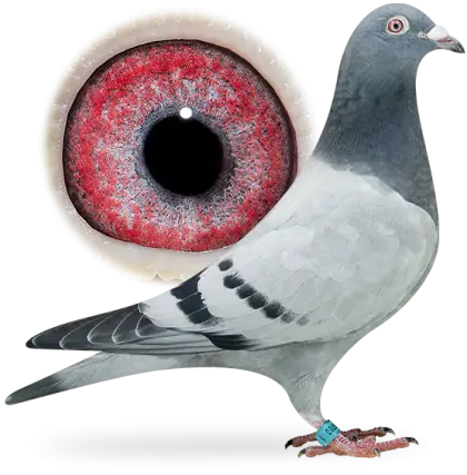 Pigeon with Close-Up of Red Eye