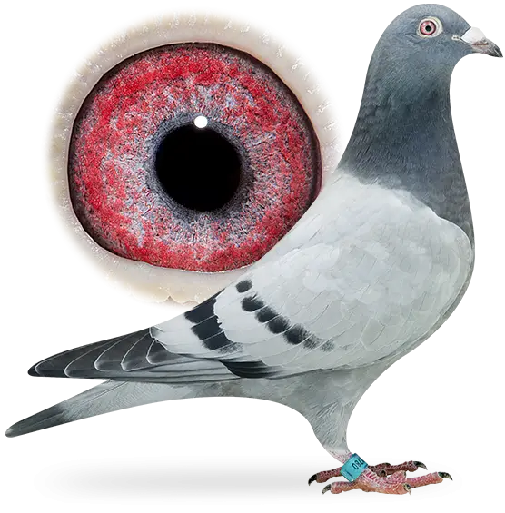 Pigeon with Close-Up of Red Eye
