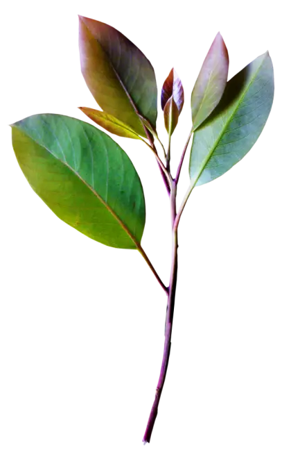 Botanical Green Leafy Branch Illustration