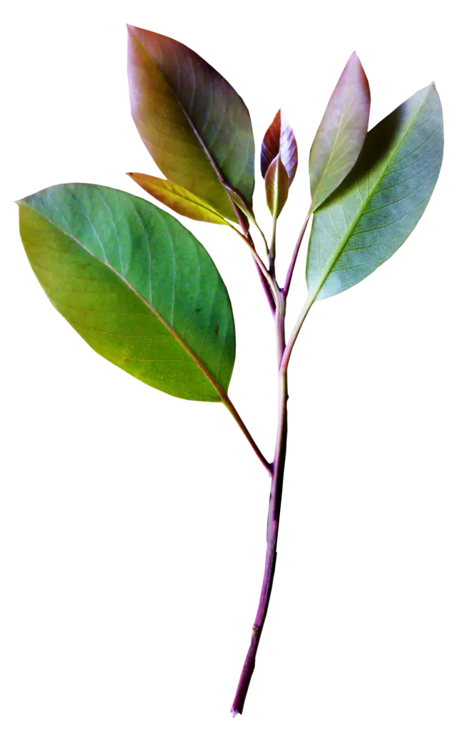 Botanical Green Leafy Branch Illustration