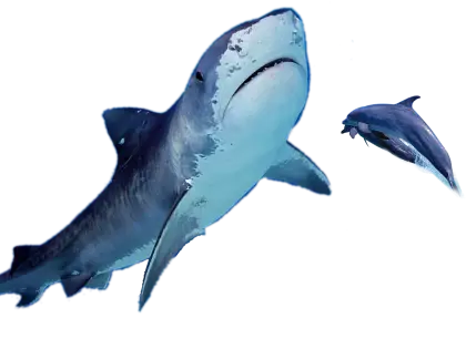 Dynamic Shark and Dolphin Design