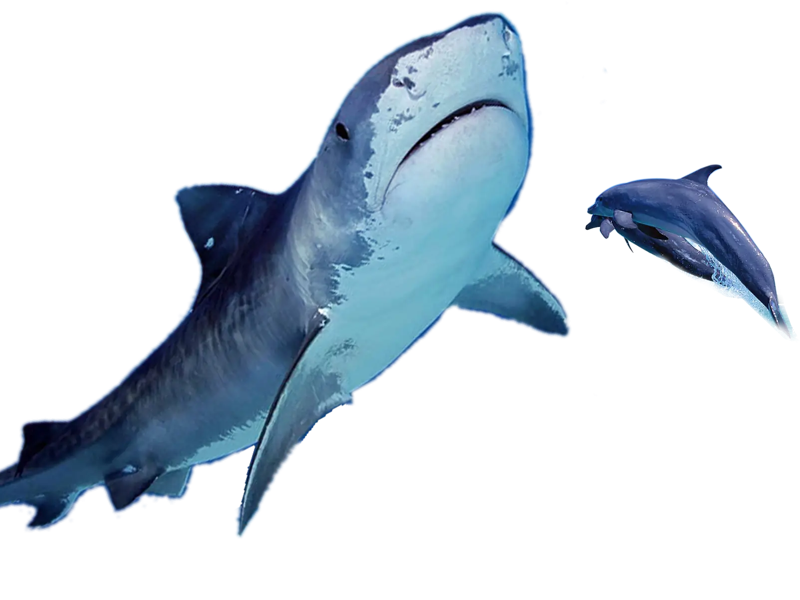 Dynamic Shark and Dolphin Design