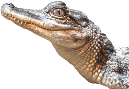 Crocodile Head Side View