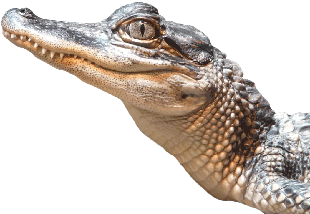 Crocodile Head Side View