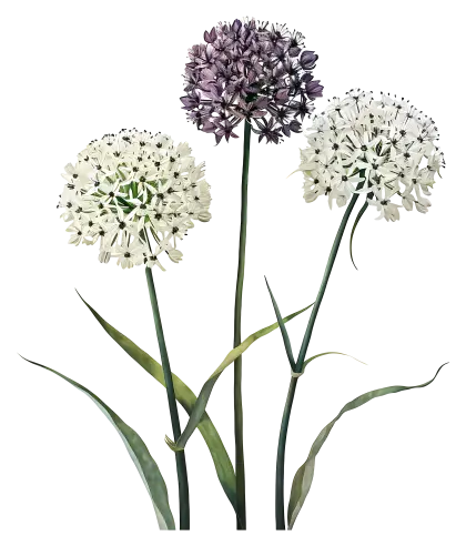 White and Purple Allium Flowers on Stems