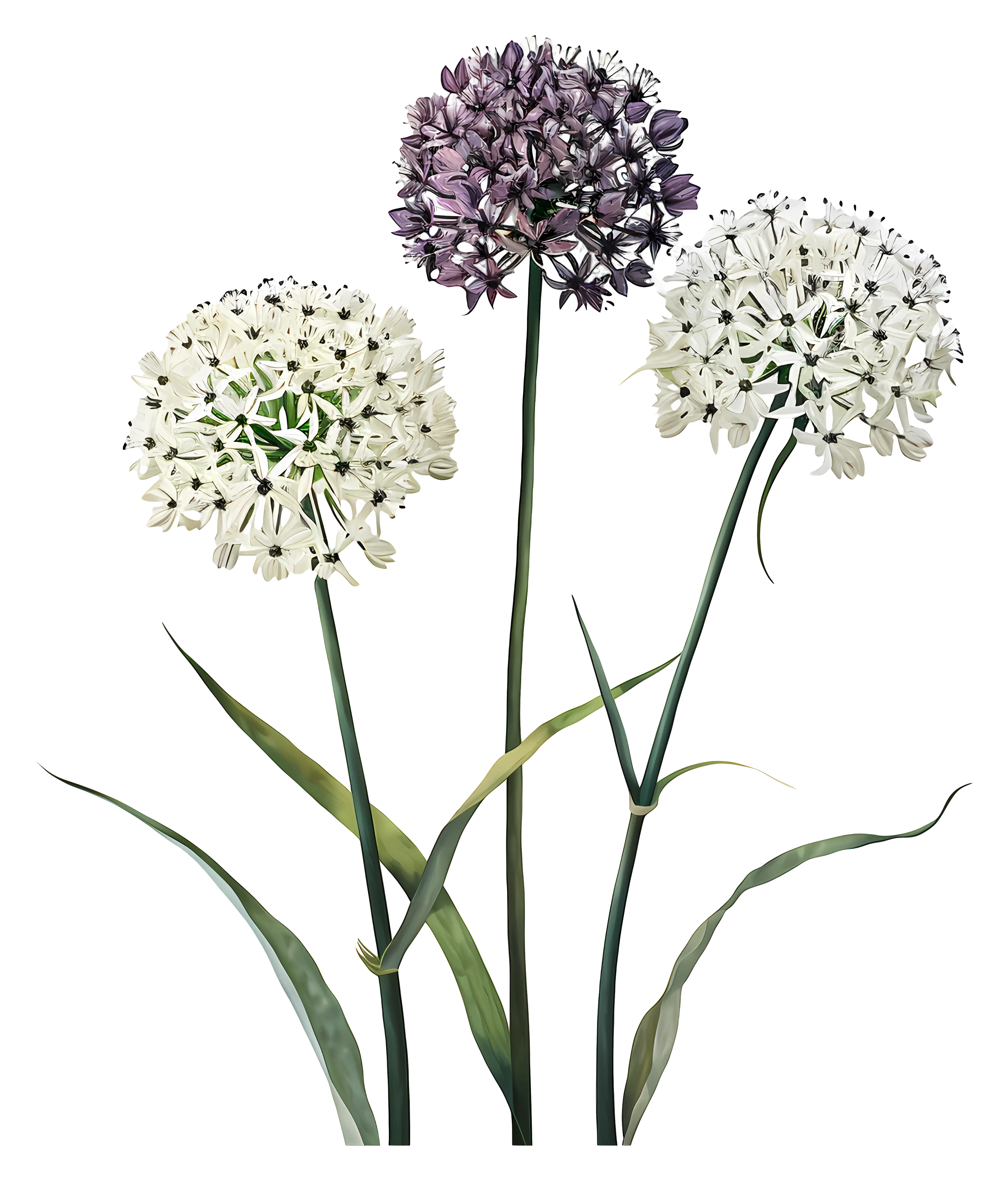 White and Purple Allium Flowers on Stems