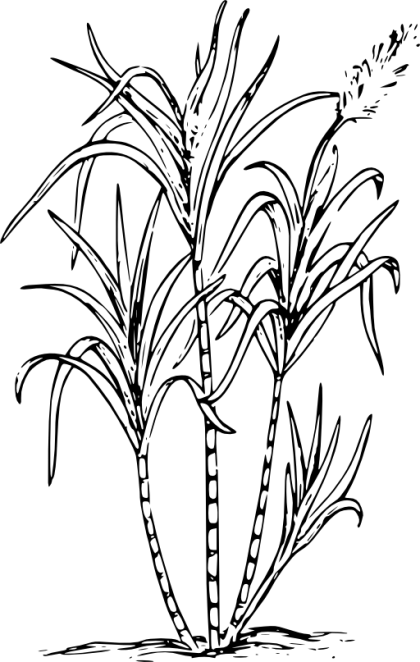 Sugarcane Botanical Line Drawing