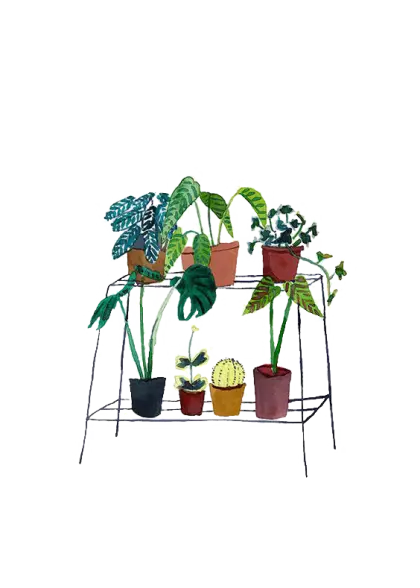 Potted Indoor Plants