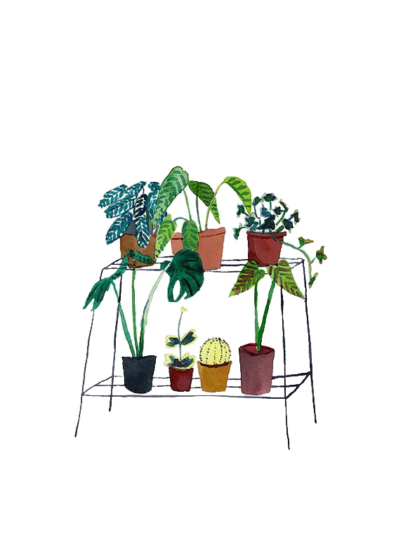 Potted Indoor Plants