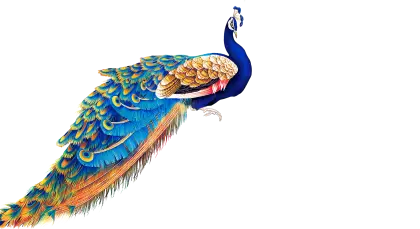 Elegant Peacock Illustration
