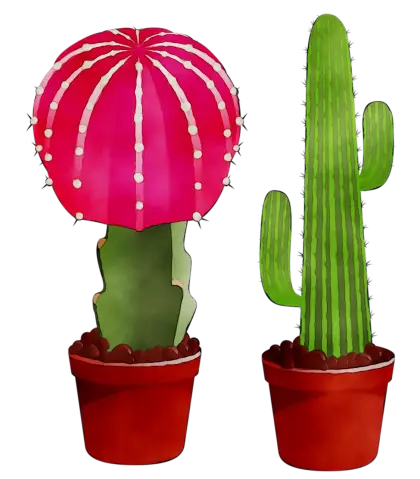Cactus Plants in Pots