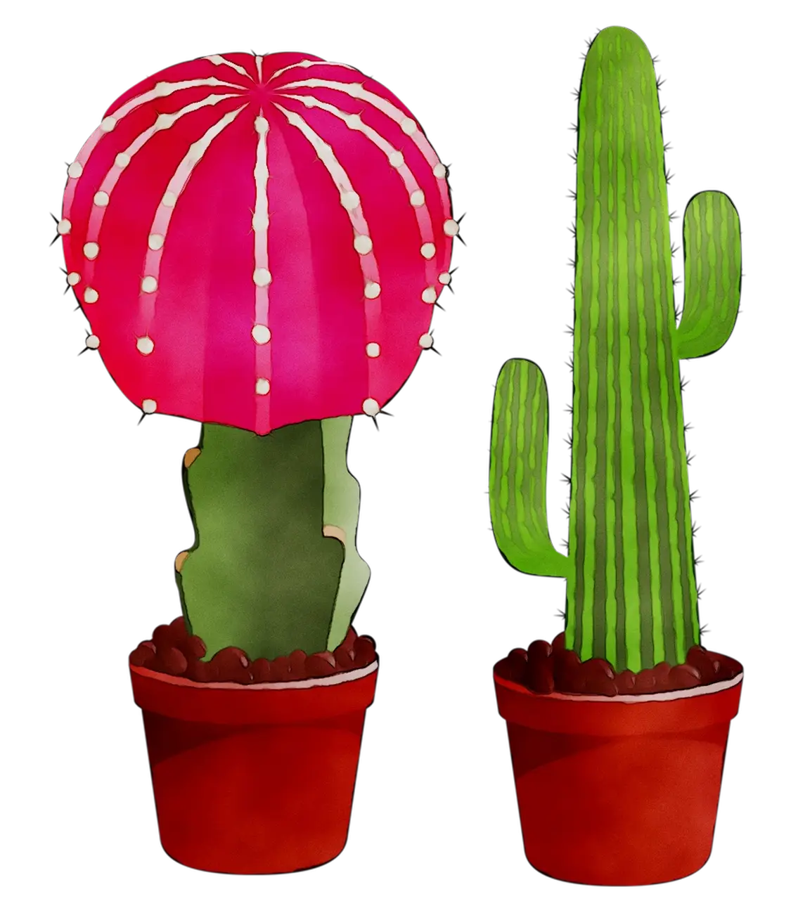 Cactus Plants in Pots