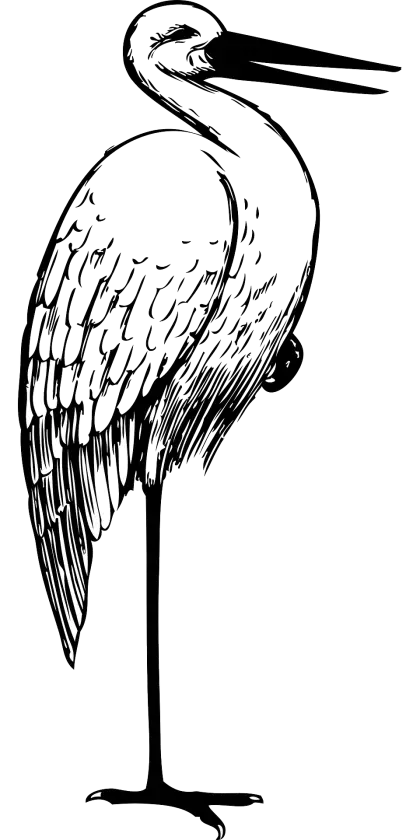 Black and White Heron Sketch